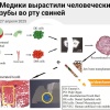 Пломбы умерли сегодня: учёные научились выращивать человеческие зубы в… челюстях свиней.
