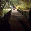 Кабаны всё чаще выходят к людям в Москве, Подмосковье и Ленобласти.