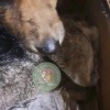 В Белове волонтеры спасли щенка, который увяз в гудроне. Щенка нашли на ЖД-...