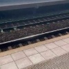 На платформе Трикотажная в Красногорске заметили черепашку на ж/д путях К...