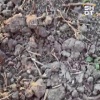 В Анапе местная жительница попала в ловушку из гвоздей во время пробежки и...
