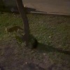 На Декабристов ночью лиса пыталась унести кота. Люди рассказали, что она все-...