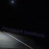 В Приморье на трассе под Уссурийском тигр попытался броситься на автомобиль...