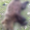 В Яйском округе охотники убили двух медведей, которые разоряли пасеки. Об этом сообщили в профильном ведомстве.