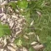 На Урале на рыбалку идут с лопатами: после наводнения в лугах и лесах остались лежать горы рыбы