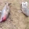 Стаю акул поймал рыбак на Сахалине.