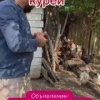 Кур понесли в МФЦ из-за обязательного учёта домашней птицы. С 1 сентября...