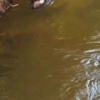 В ЖК Скайгарден новый житель — упитанный деловой бобр 🇷🇺 Источник: ЧП МОСКВА