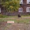 В Богучанах заметили медведя.