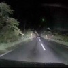 Разъяренная медведица атаковала автомобиль, чтобы защитить медвежонка в Японии