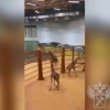 Таможенники Северо-Запада задержались на работе из-за восьми жирафов