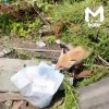 Если вы сами не выносите мусор, за вас это сделает рыжая хозяюшка. Именно...