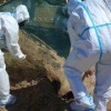 На пляжах Анапы демонтируют защитный вал для завершения очистки побережья от последствий ЧС, сообщает оперштаб Краснодарского края.
