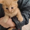 В Иланском пожарные помогли спасти котёнка В Иланском произошла трогательная...