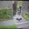 Во Вьетнаме мать бросила младенца в упавшей коляске, спасая любимого пса