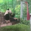 У панды Катюши из Московского зоопарка день проходит крайне безмятежно. 🇷🇺...