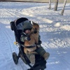Неадекват убил хозяйскую собаку и держит в страхе жителей дачного товарищества в Верхней Сысерти
