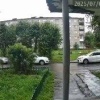 По Ревде не только свиньи гуляют