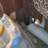 На Алтае жители чуть не наложили в штаны от неожиданной встречи со змеей