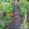 В Краснозерном районе жители жалуются на аварийное состояние подвесного моста