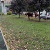 В поселке Развилка недалеко от МКАД гуляли лошади Предположительно, они...