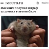 В Москве водителю выписали штраф 4,5 тысячи рублей за ХОМЯКА в машине.