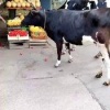 Таким покупателям в Сосновом бору не рады 🇷🇺 Источник: ЧП ПИТЕР