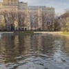 Лебедей с Патриарших поймали и отправили на зимовку в Московский зоопарк....