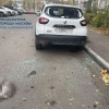 В Москве пьяный мужчина выбросил четырёх котов с 20-го этажа — все погибли