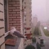 Милую пернатую гостью заметили жители Петербурга.