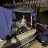 Два человека пострадали от укусов змей за последние пару суток в Иркутской...