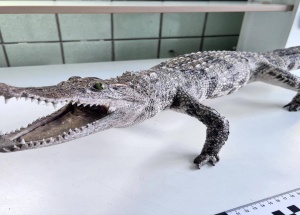 Чучело сиамского крокодила из багажа красноярской пассажирки передали учёным....