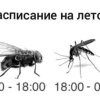 «Комариная буря» обрушится на Москву в конце июля, — экологи.