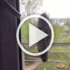 Сыч спрятался от ворон на Воронова и сильно удивился,...