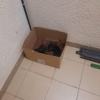 В Новосибирске мужчина выкинул коробку с щенками в подъезд В Новосибирске...
