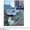 В Одинцово мужчина благодаря собаке на фото нашел женщину, которая «сдала»...