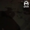 — Вы зачем кошку скинули? — Никто её не скинул. — А что она тогда валяется?...