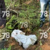 В лесу Ленобласти грибники нашли огромную 60-килограммовую закладку.