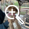 Найдена собачка по ул. Яковенко, бегала около церкви....