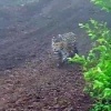 «Чё, оборзел?» — работяга в Приморье встретил редкого дальневосточного леопарда и напугал его одним вопросом.