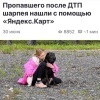 История со счастливым концом: после ДТП шарпей сбежал из машины — хозяевам посоветовали гениальный способ его найти.