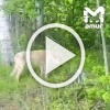 Изверг пытался топором разрубить собаке голову в Хабаровском крае. У животного повреждён череп.
