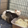 В Люберцах обнаружили питомник с 60-ю мейн-кунами, которые содержатся в тяжелых условиях
