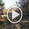 Редкую для города косулю встретили в Курортном районе...