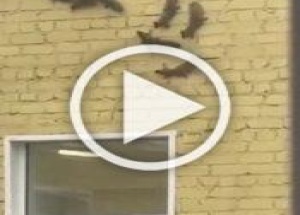 Белка с бельчатами ежедневно развлекают пациенток и...