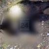 Медведь загрыз собаку в Майна