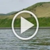 Стая косаток устроила водное шоу для туристов, плывших к...