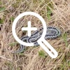 В лесу недалеко от Березовского заметили гадюку