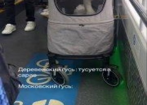 Гуся в коляске заметили в московском автобусе. 🇷🇺 Источник: ЧП МОСКВА