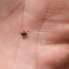 ⚡️В России начался второй сезонный пик активности клещей.